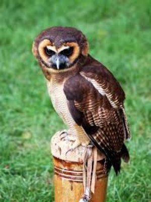 cover image of Belknap Owls